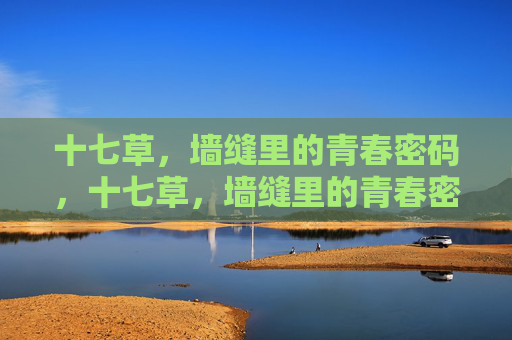 十七草，墙缝里的青春密码，十七草，墙缝里的青春密码