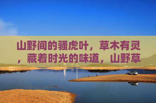 山野间的骚虎叶,草木有灵,藏着时光的味道,山野草木有灵,骚虎叶藏时光味