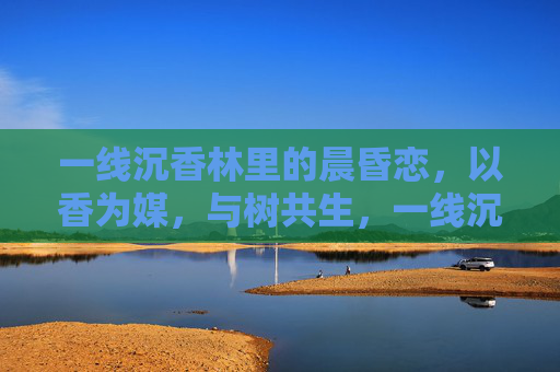 一线沉香林里的晨昏恋,以香为媒,与树共生,一线沉香林晨昏恋,以香为媒,与树共生